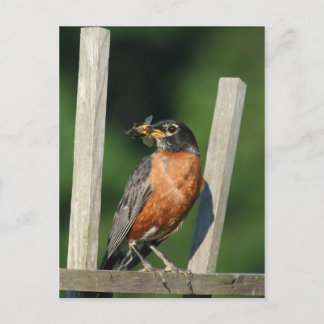 Frühgeflügel Postkarte
