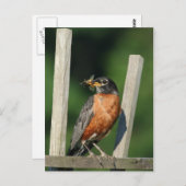 Frühgeflügel Postkarte (Vorne/Hinten)