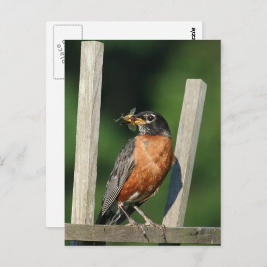 Frühgeflügel Postkarte (Vorne/Hinten)