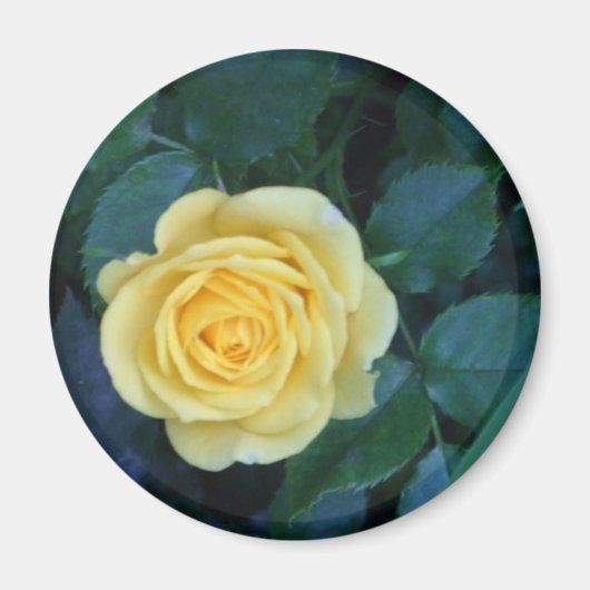 Frühjahr 2017 magnet (Vorne)