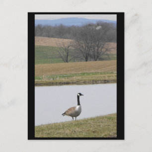 ~ Frühjahr 65 ~ Postkarte