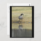 ~ Frühjahr 71 ~ Postkarte (Vorne/Hinten)