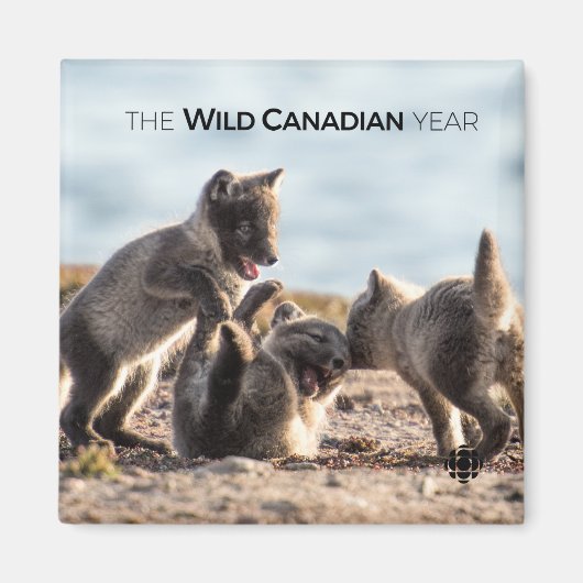 Frühjahr - Arctic Fox Magnet (Vorne)