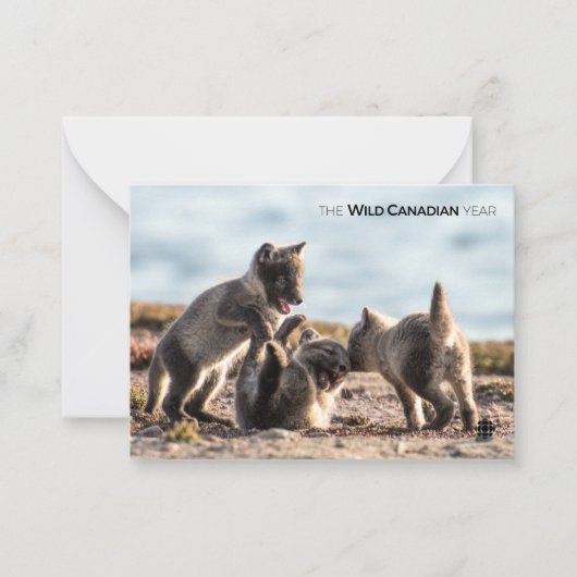 Frühjahr - Arctic Fox Mitteilungskarte (Vorderseite)