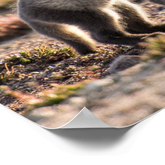 Frühjahr - Arctic Fox Poster (Ecke)