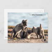 Frühjahr - Arctic Fox Postkarte (Vorne/Hinten)
