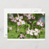 Frühjahr Blühende rosa Dogwoodblüten Postkarte (Vorne/Hinten)
