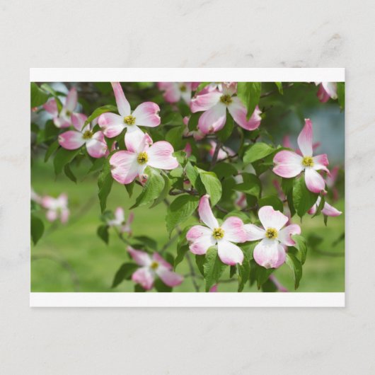 Frühjahr Blühende rosa Dogwoodblüten Postkarte (Vorderseite)