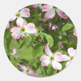 Frühjahr Blühende rosa Dogwoodblüten Runder Aufkleber