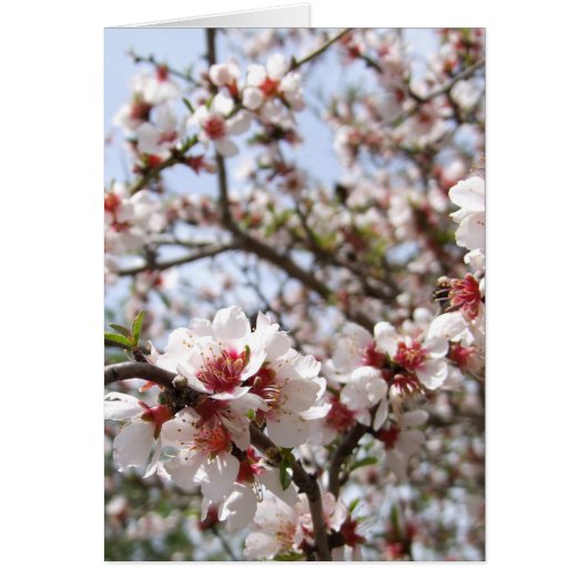 Frühjahr-Blume-Blossom-Karte (Vorne)