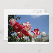 Frühjahr der US-Hauptstadt Postkarte (Vorne/Hinten)