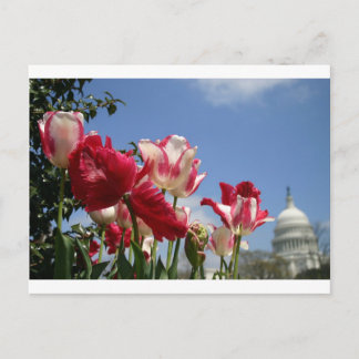Frühjahr der US-Hauptstadt Postkarte