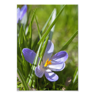 Frühjahr Fotodruck