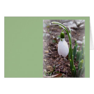 Frühjahr im Februar