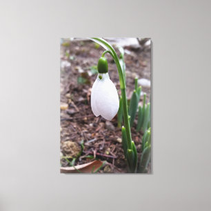 Frühjahr im Februar Leinwanddruck
