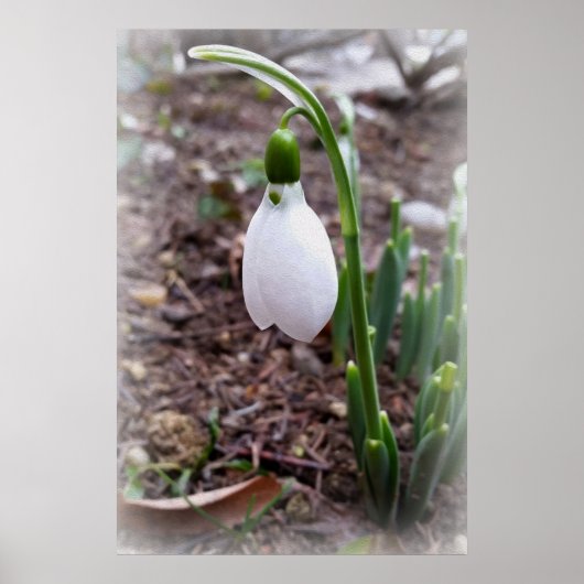 Frühjahr im Februar Poster (Vorne)