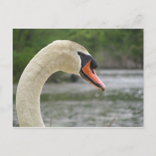 Frühjahr in Framingham 2 Postkarte (Vorderseite)