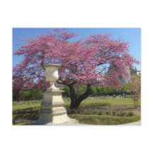 Frühjahr in Paris Postkarte