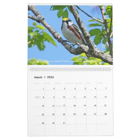 Frühjahr-Juwelen - Trällerer-Kalender Kalender (Mär 2026)