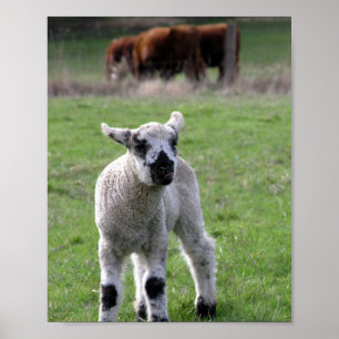Frühjahr Lamb - Kunstdrucke Poster
