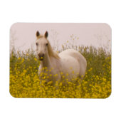 Frühjahr Magnet (Horizontal)