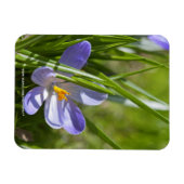 Frühjahr Magnet (Horizontal)