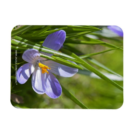 Frühjahr Magnet (Horizontal)