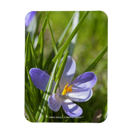 Frühjahr Magnet (Vertikal)