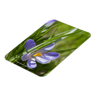 Frühjahr Magnet