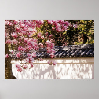 Frühjahr - Magnolien Poster