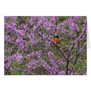 Frühjahr, Oriole in Redbud Baum