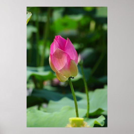 Frühjahr Poster (Vorne)