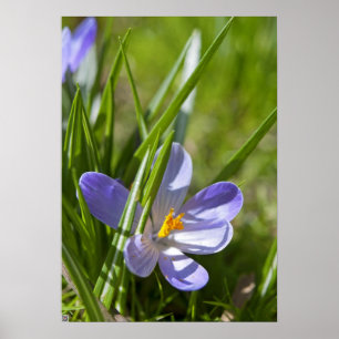 Frühjahr Poster