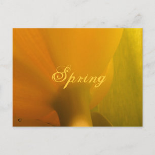 Frühjahr Postkarte