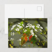 Frühjahr Postkarte (Vorne/Hinten)
