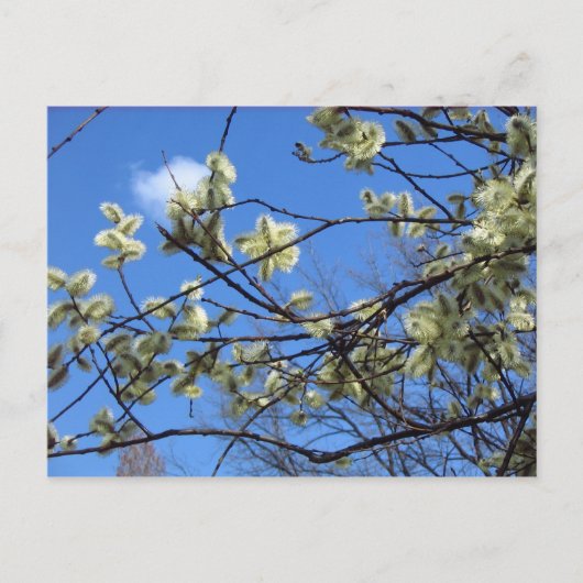 Frühjahr Postkarte (Vorderseite)