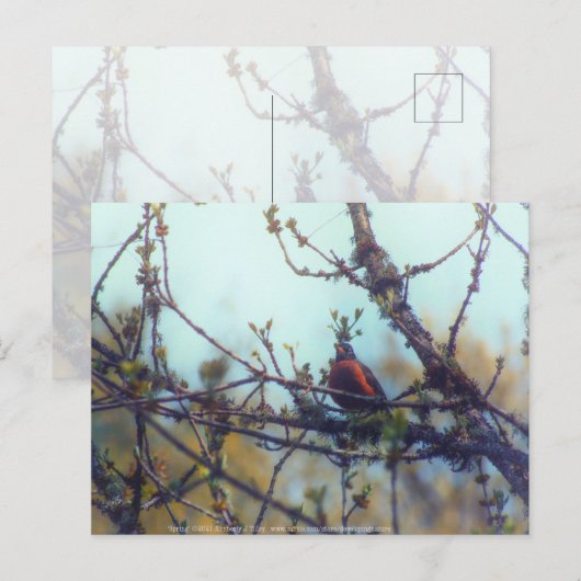 Frühjahr Postkarte (Vorne/Hinten)