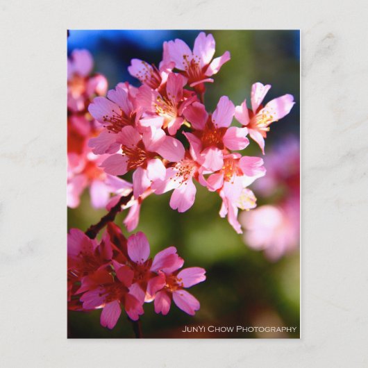 Frühjahr Postkarte (Vorderseite)