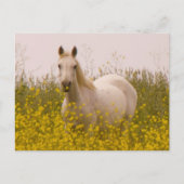 Frühjahr Postkarte (Vorderseite)