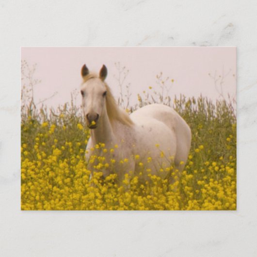 Frühjahr Postkarte (Vorderseite)