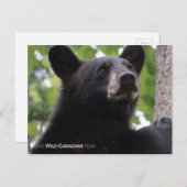 Frühjahr - Schwarzer Bär Postkarte (Vorne/Hinten)