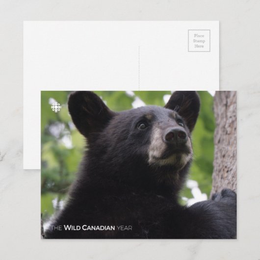 Frühjahr - Schwarzer Bär Postkarte (Vorne/Hinten)