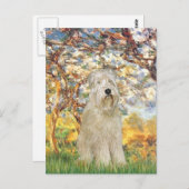 Frühjahr - Wheaten Terrier 7 Postkarte (Vorne/Hinten)