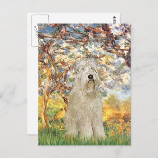 Frühjahr - Wheaten Terrier 7 Postkarte (Vorne/Hinten)