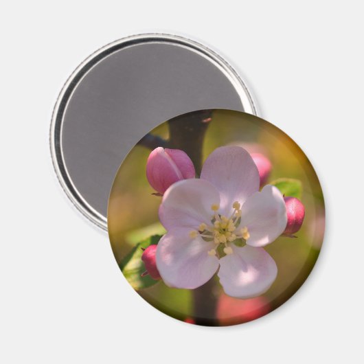 Frühjahrs-Apfelblüte Magnet (Vorderseite/Rückseite)