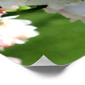 Frühjahrs-Blume Apfelblüten 2 Poster (Ecke)