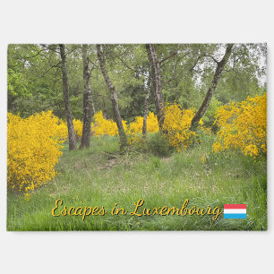 Frühjahrs Wald in Luxemburg Reise Magnet