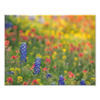 Frühjahrs-Wildblumen Foto drucken