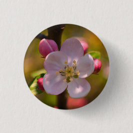 Frühjahrsapfelblüte Button