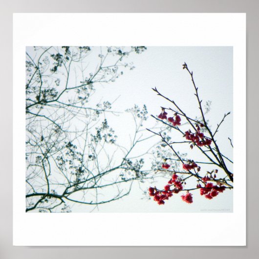 Frühjahrsauslauf/Kirschblüten Foto-Print Poster (Vorne)